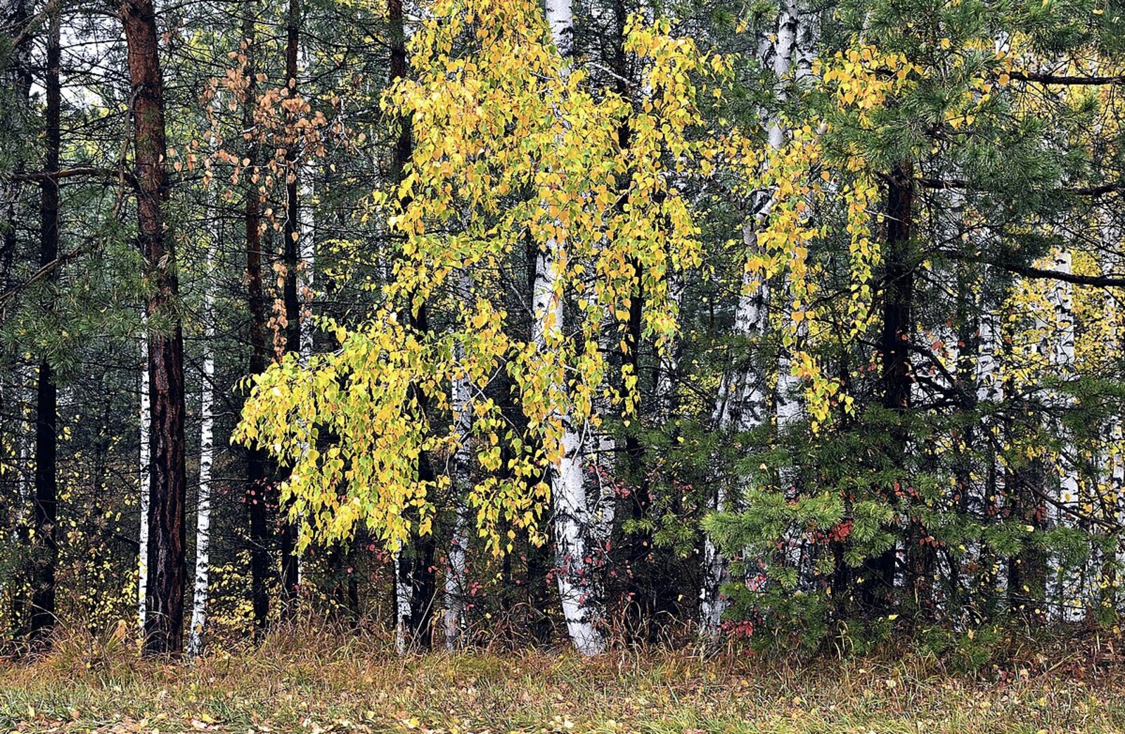 ИКЕ ПРОЕКТТЫ БЕРГӘ ҠУШЫП…