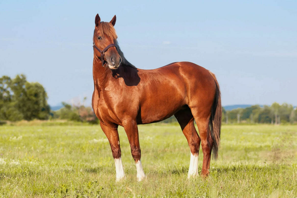 ЙЫЛҠЫ ЙЫЛЫ ЮЛҒА СЫҠТЫ