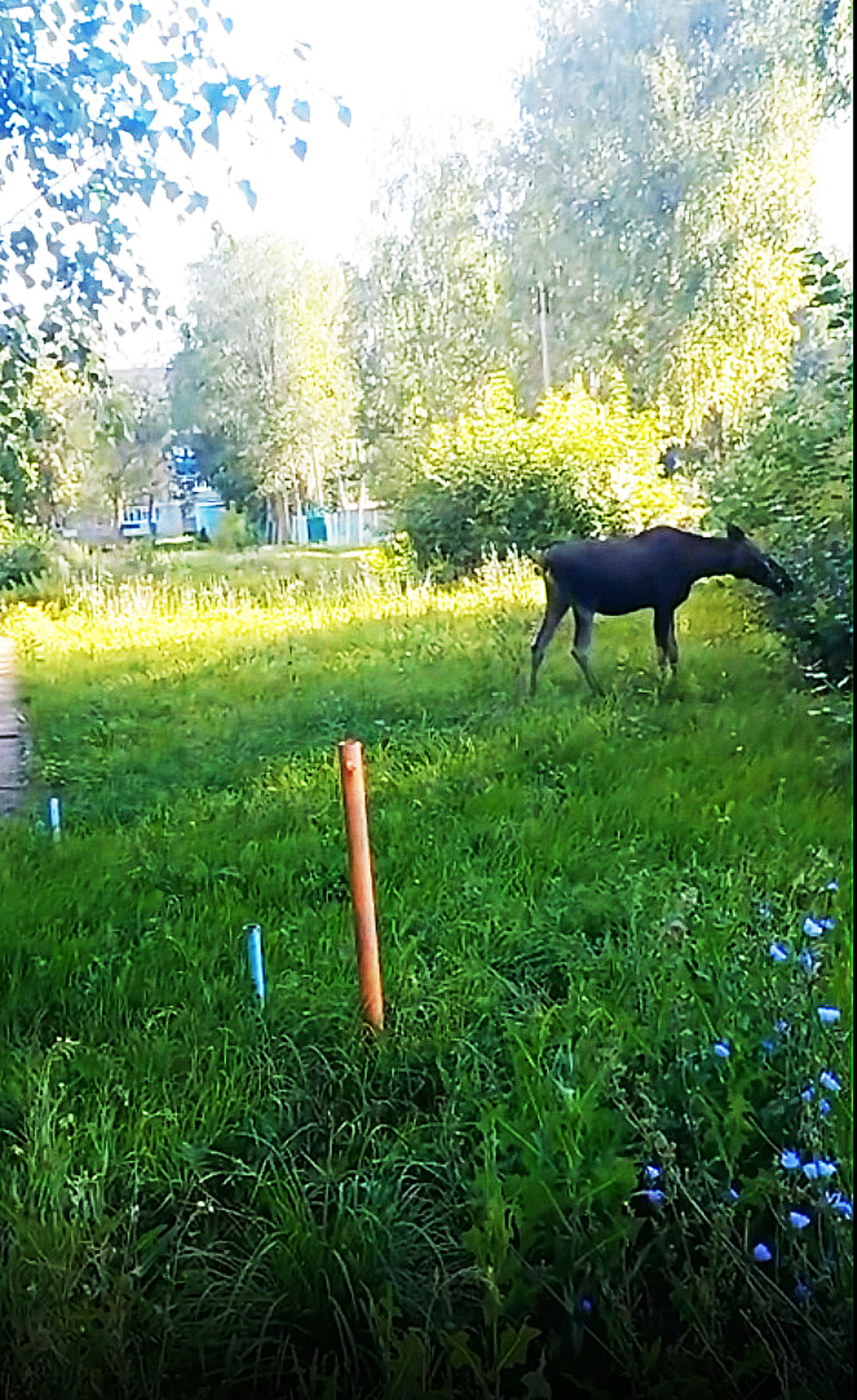В Стерлитамаке лось забрел в жилой квартал