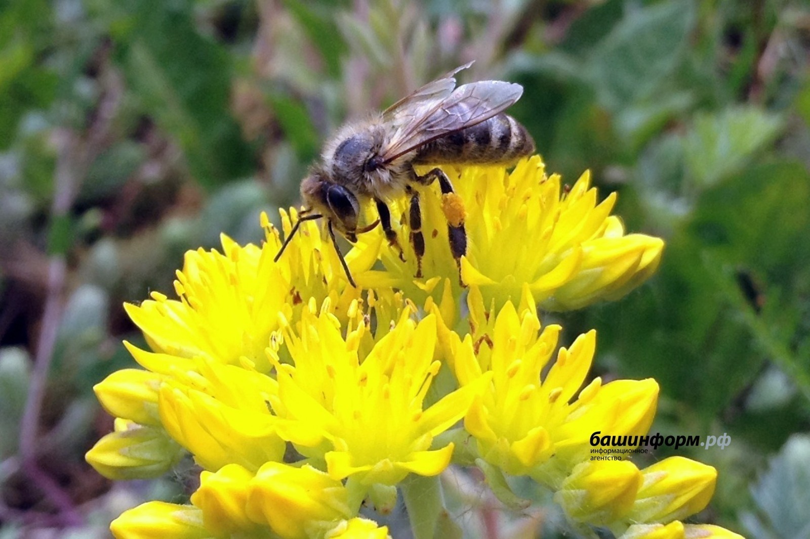 Башҡортостанда алдағы ике көндә эҫе һауа торошо көтөлә