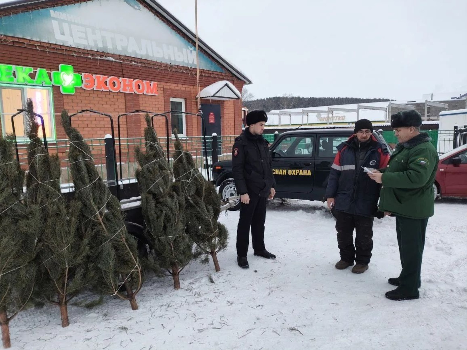 В Башкирии снизилось число незаконно срубленных новогодних ёлок