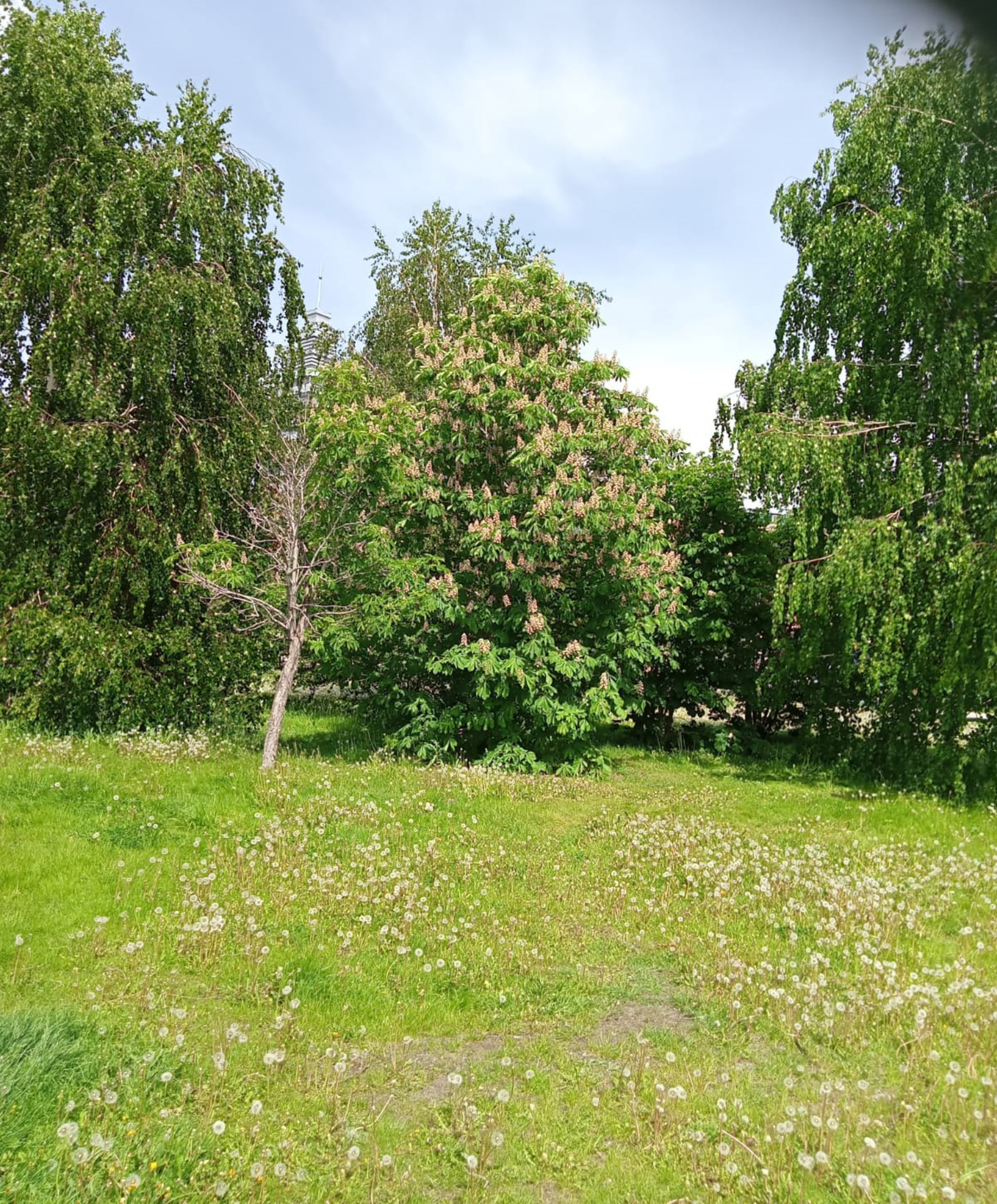 Башҡортостанда йәйҙең аномаль эҫе һәм ҡоро булыуы фаразлана