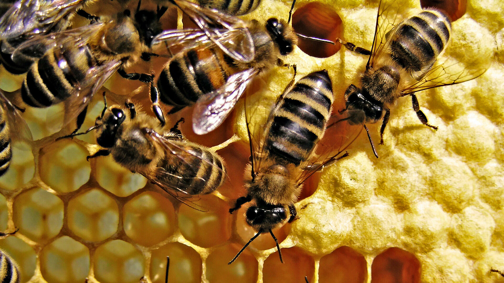 Дюртюлинский житель планирует увеличить количество пчелосемей до 150
