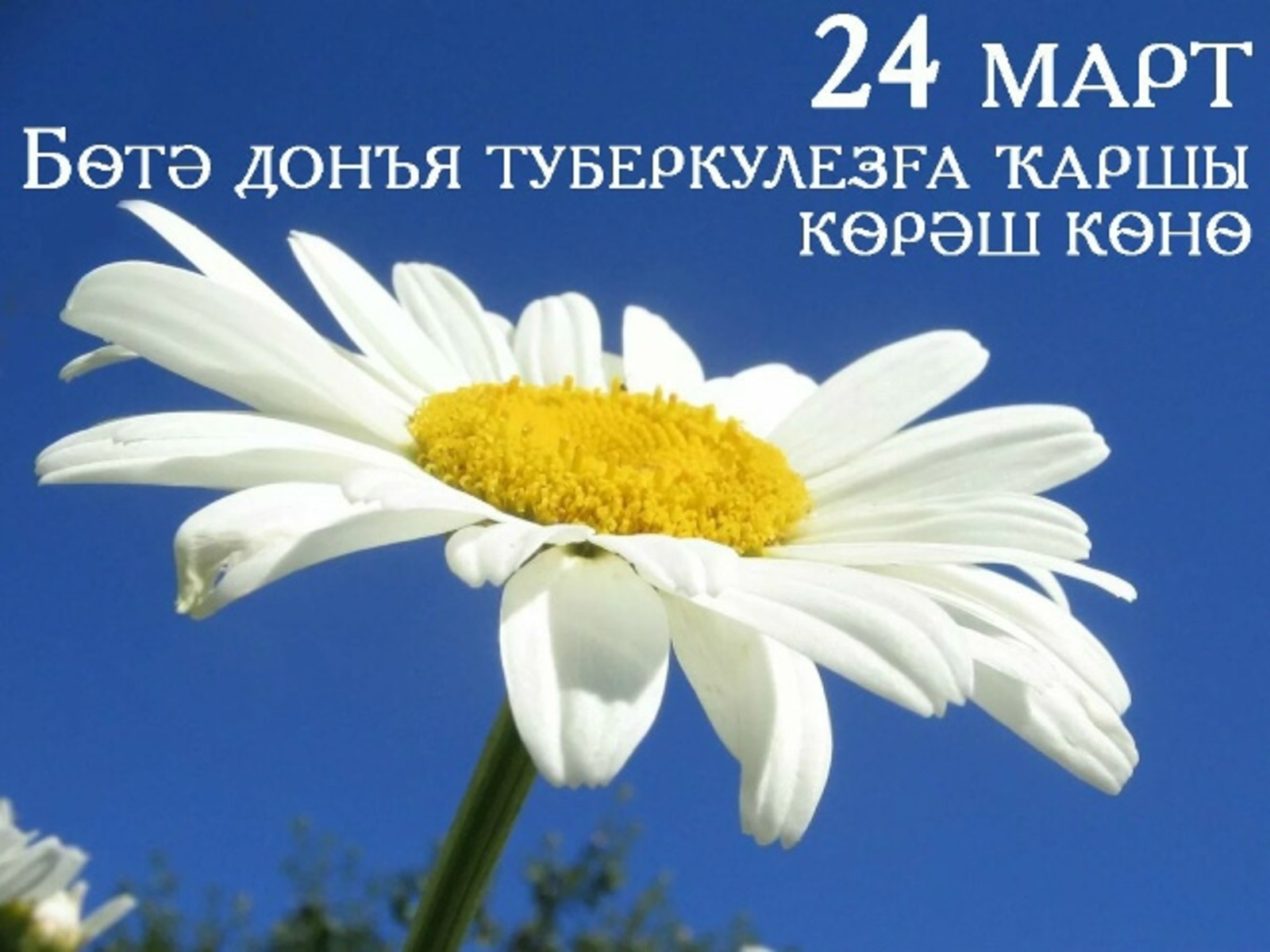 Сир тоҙағына эләкмәйек!