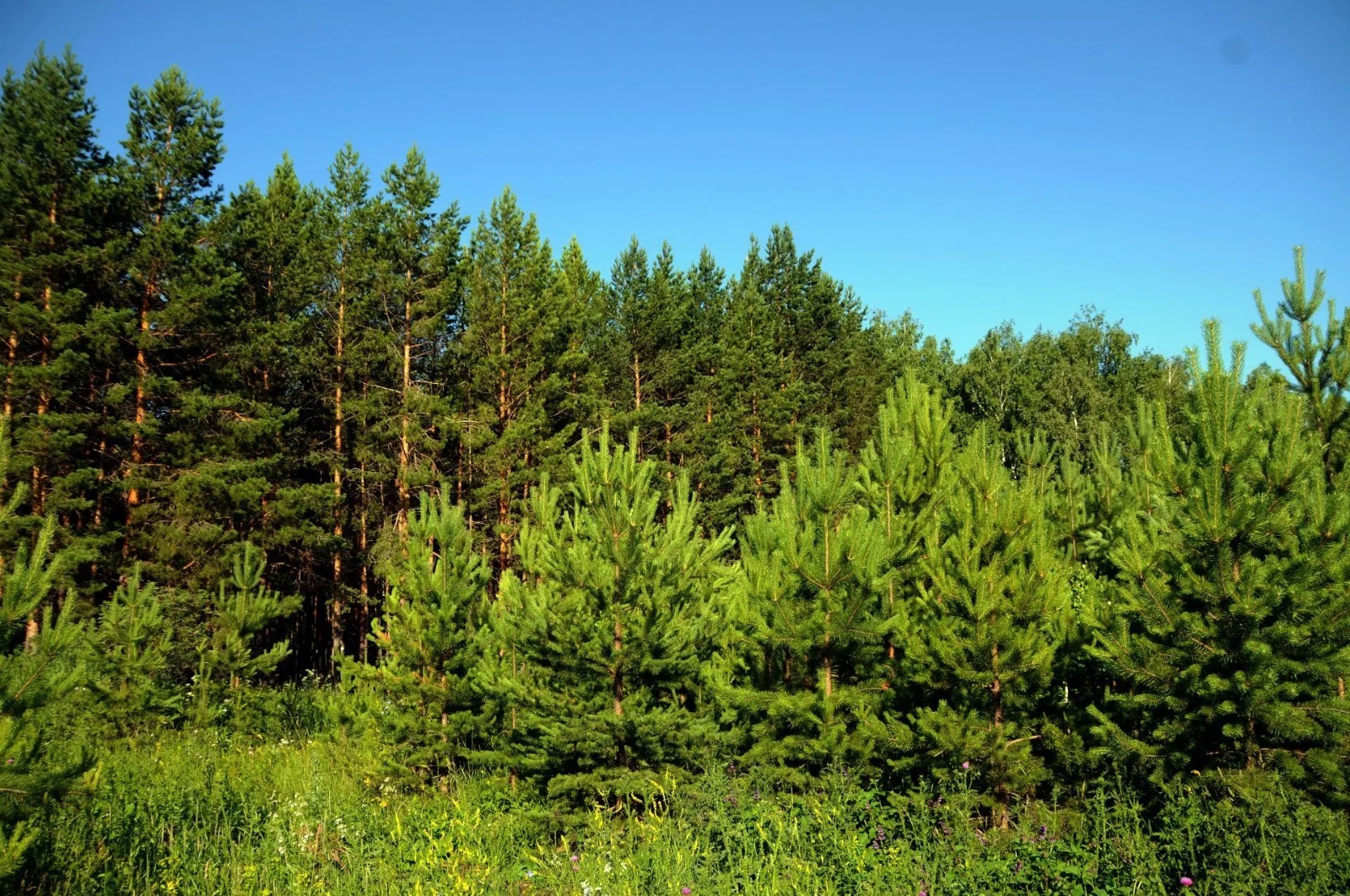 На развитие лесного хозяйства Башкирия получит рекордные 280 млн рублей