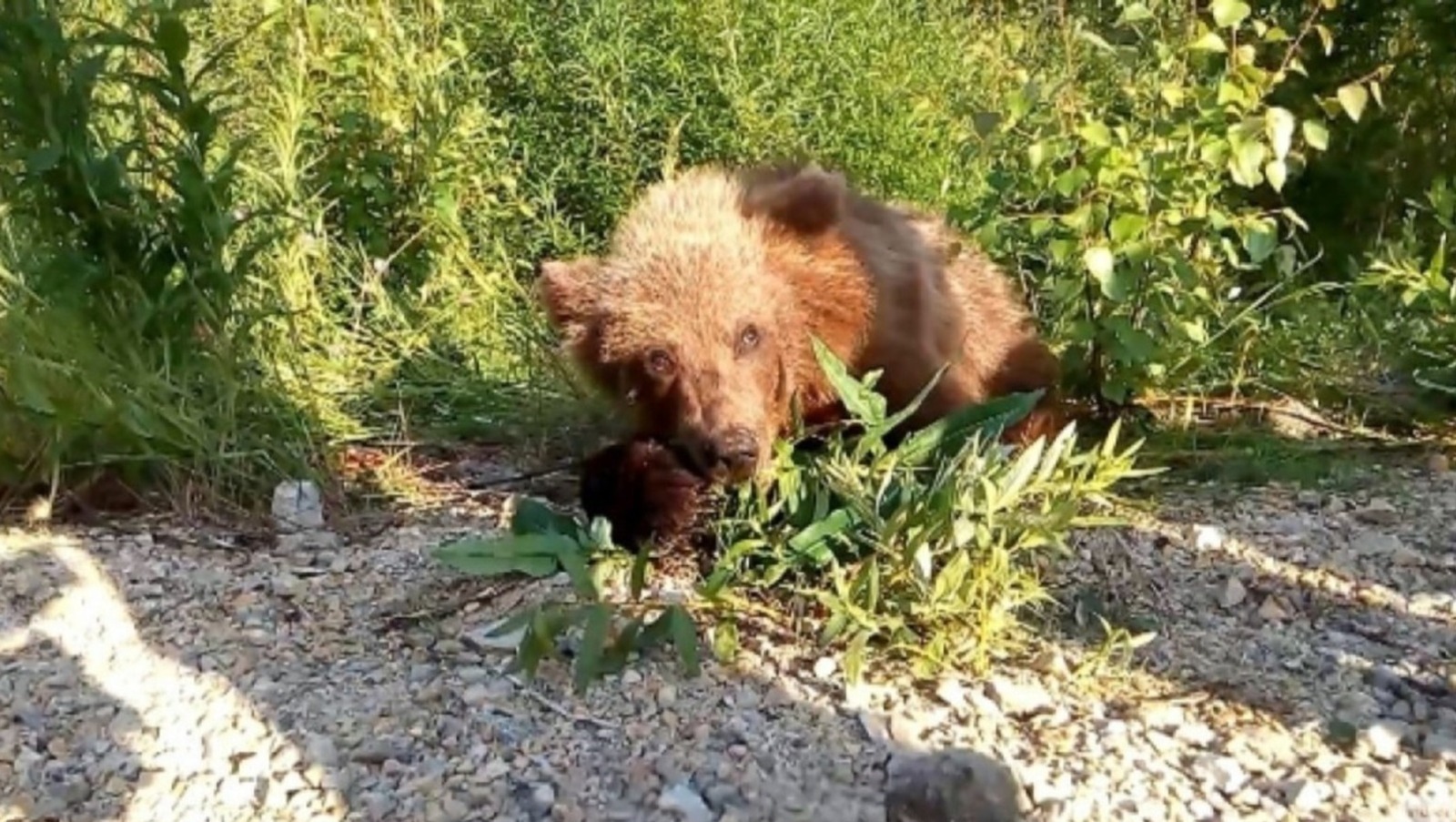 Республикала айыуға һунар итеүгә 130 рөхсәт ҡағыҙы бирелгән