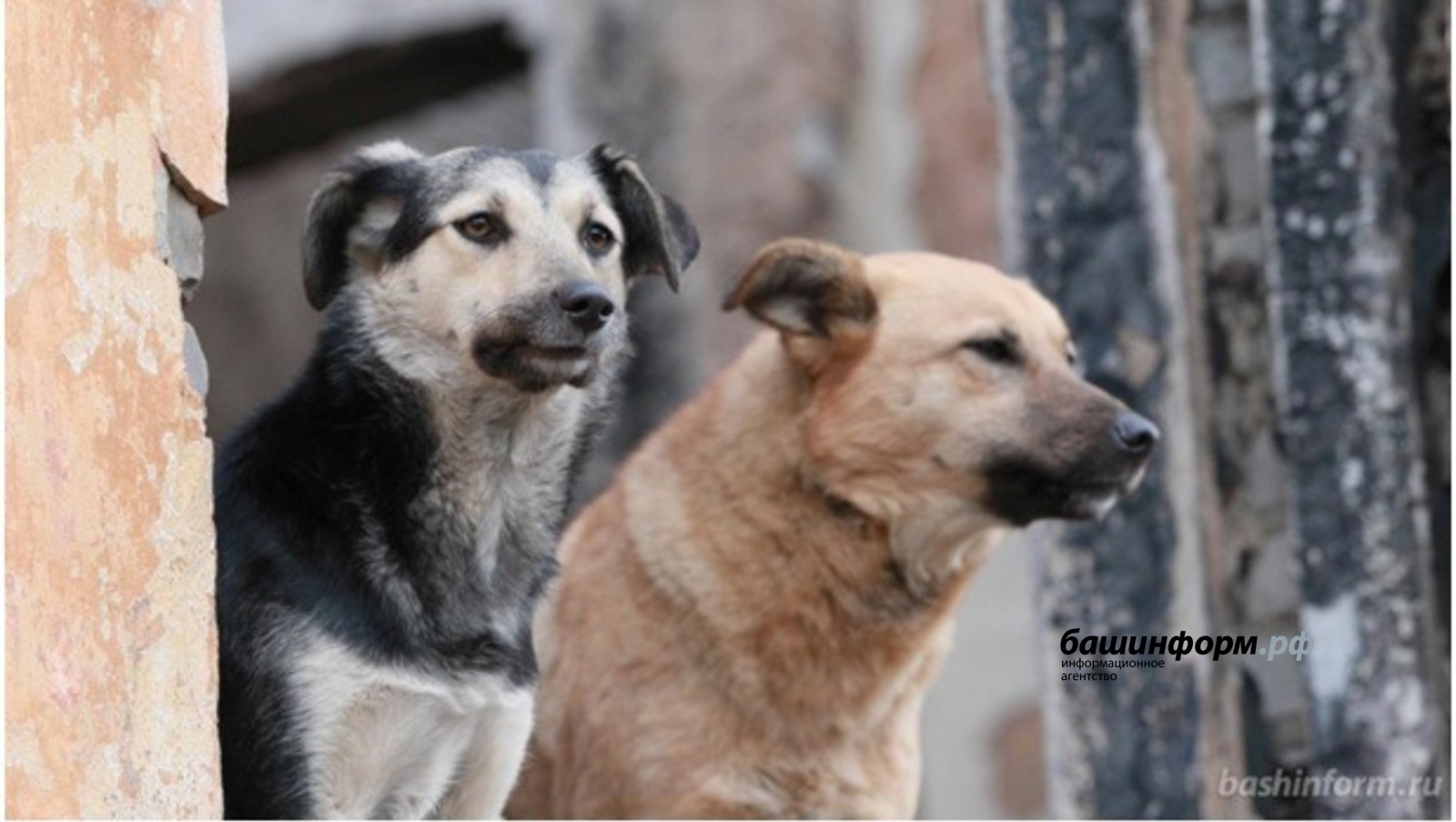 Названо число безнадзорных собак в Башкирии