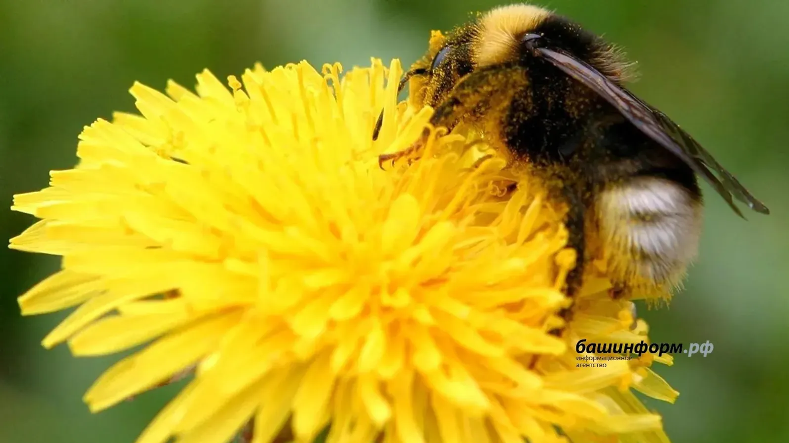 Башҡортостанда закон бал ҡорттарын күпләп һәләк булыуҙан яҡлай