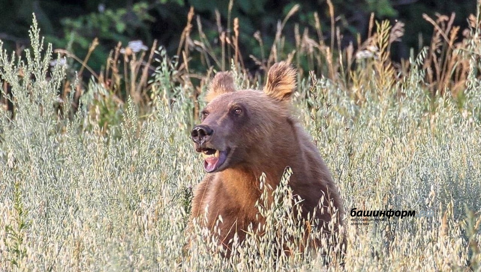 Һунарсыларға йыртҡыс йәнлектәрҙе аулаған өсөн аҡса түләй башлайҙар