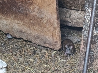 Башҡортостанда 732 кеше сысҡан биҙгәге менән ауырыған