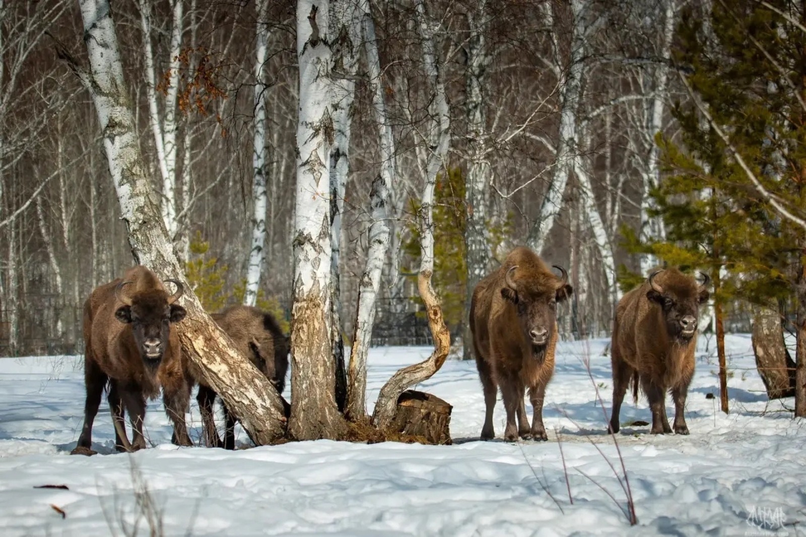Башҡортостанда зубрҙар үрсетеү буйынса проект Президент фонды грантын алды