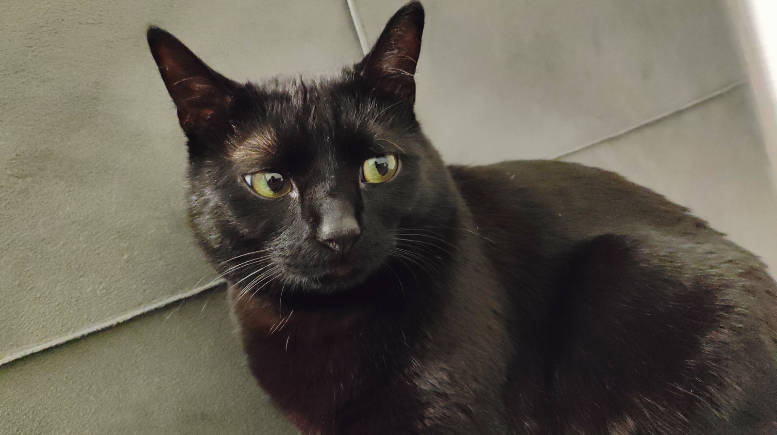 Республикала ике кеше ҡотороу сиренән үлгән