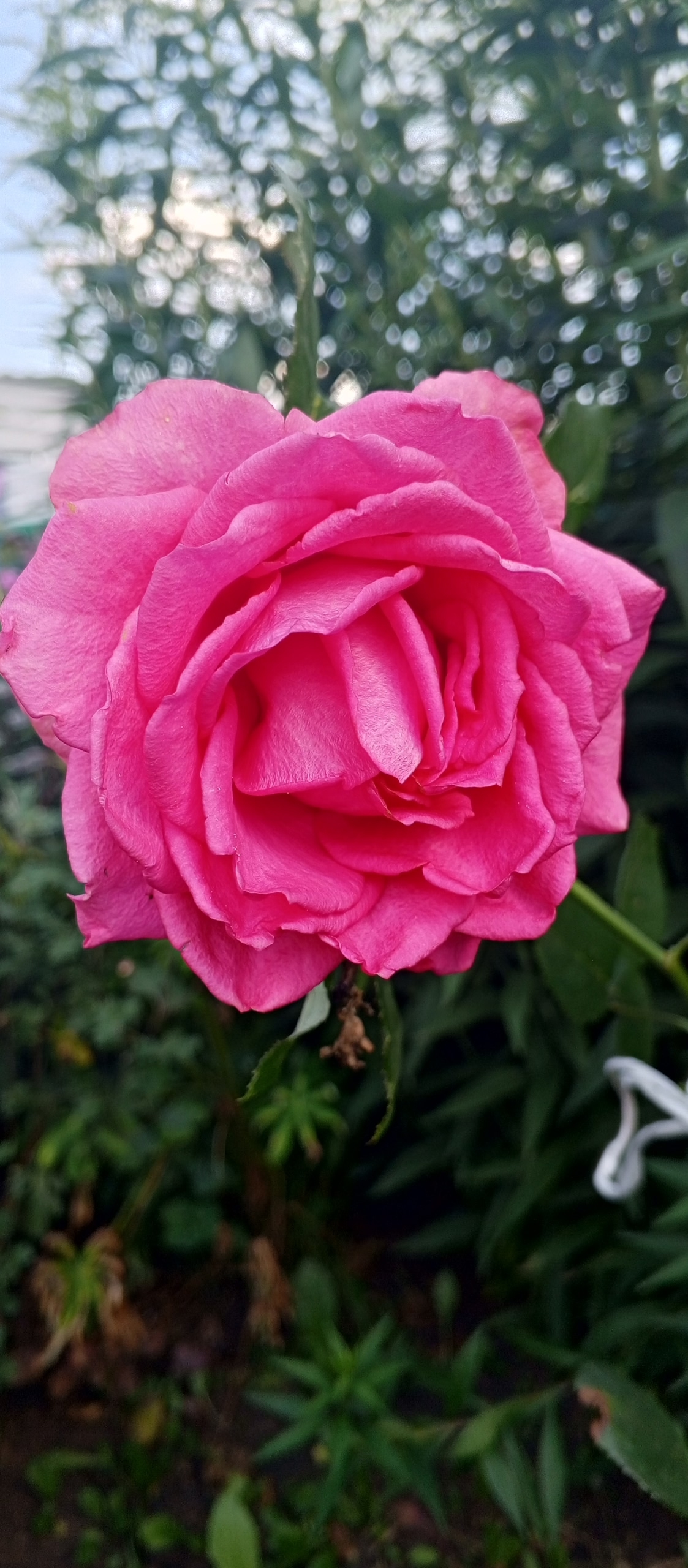 Гүзәл. Хикәйә. Гөлсирә Ғиззәтуллина