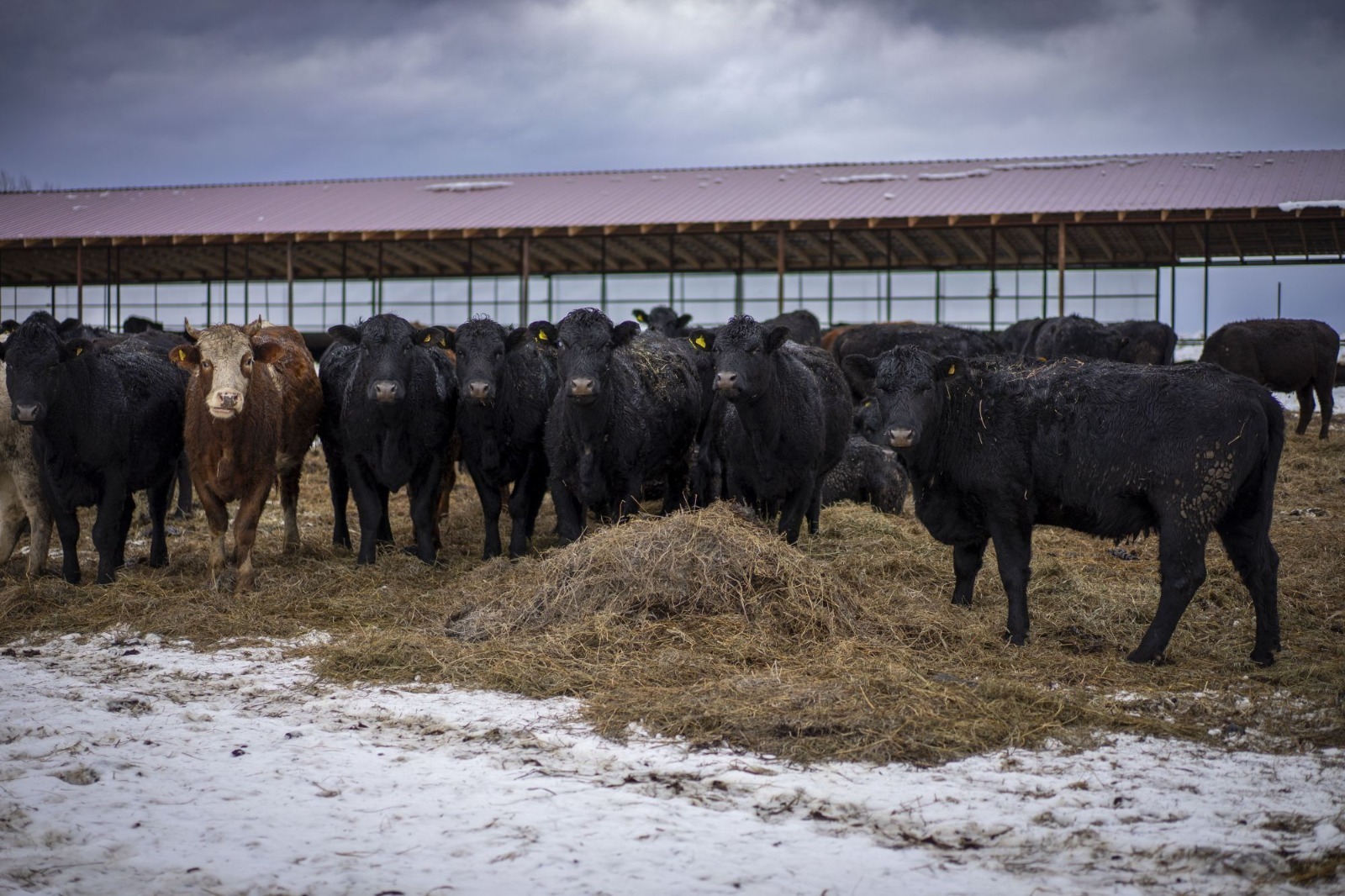 В Башкирии увеличится производство мяса