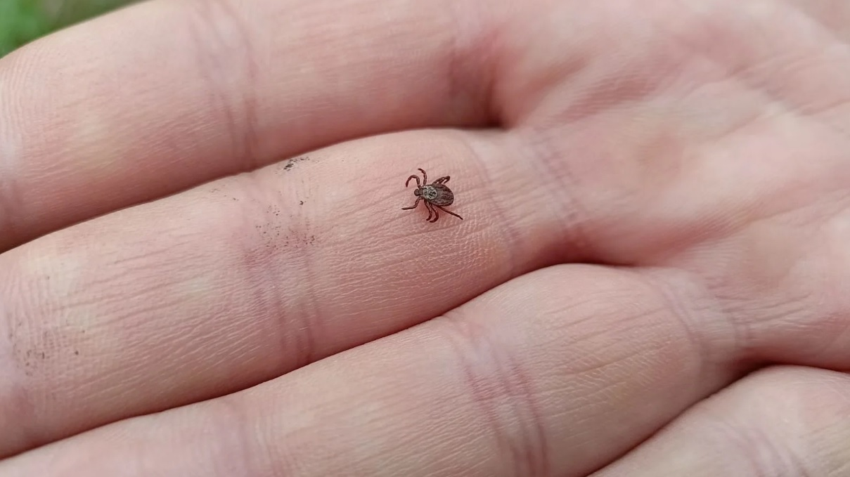 Жителям Башкирии рассказали, как защититься от клещей