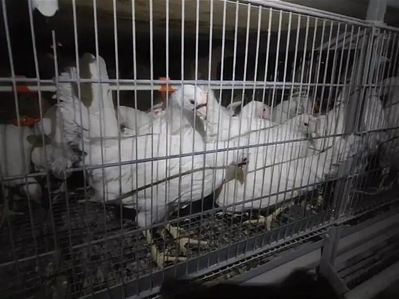 Птицеводы Башкирии начали необычайно ранний экспорт живой птицы