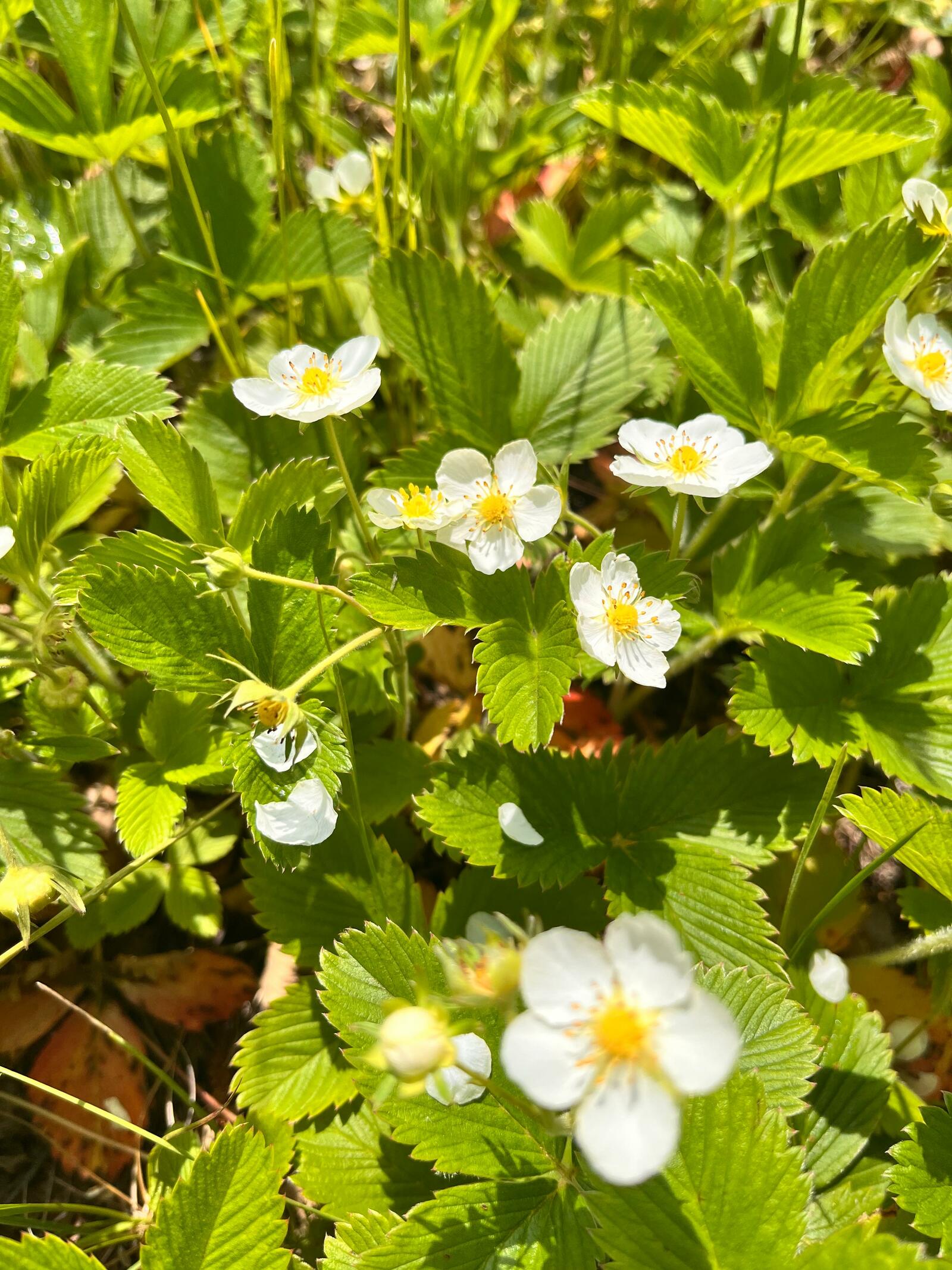 Июнь айына һауа торошо