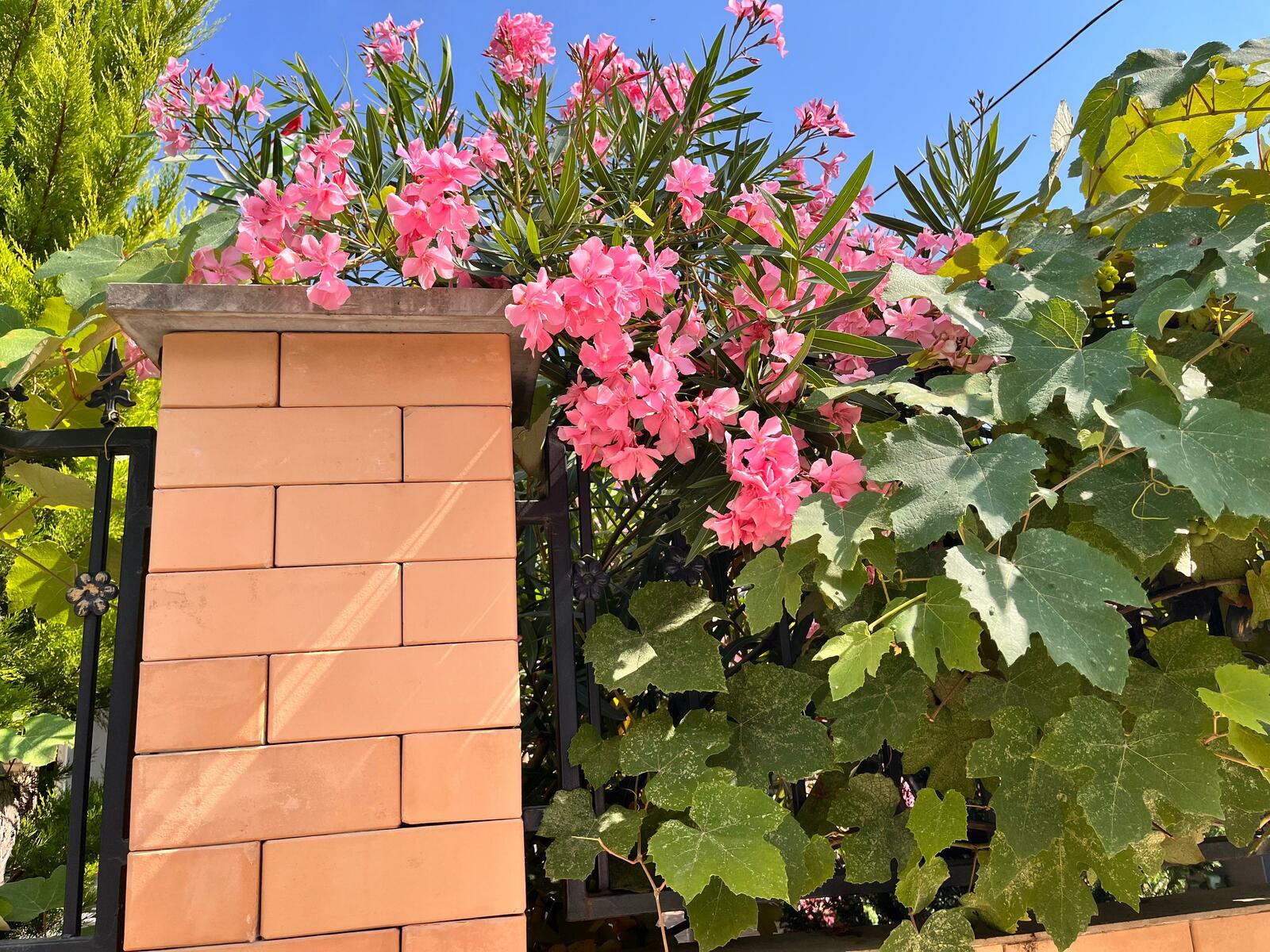 Баҡсасыларҙың бурысы – 53 миллион һум