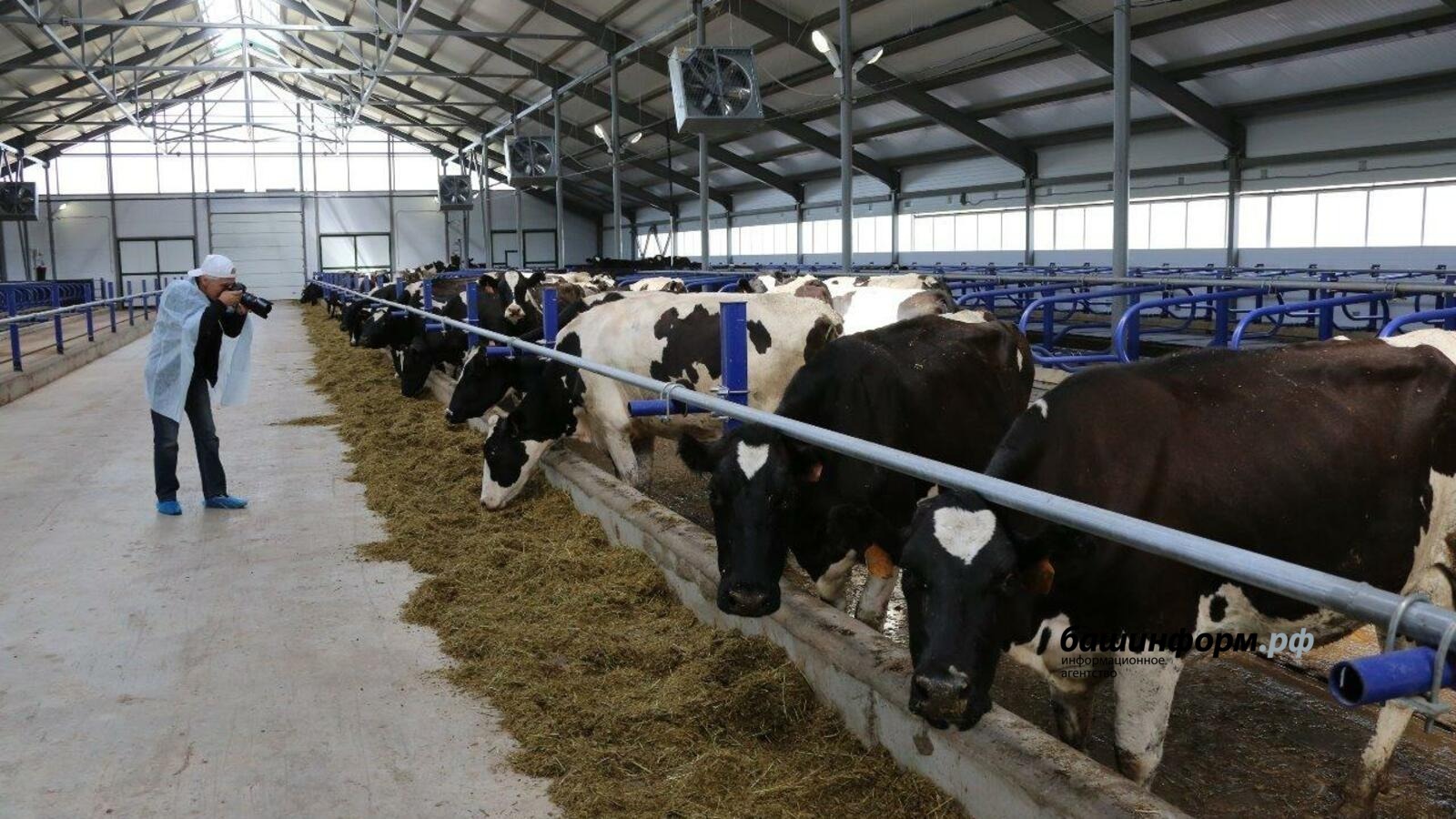 Аграриям Башкирии компенсируют до 70% затрат на генетическую экспертизу КРС