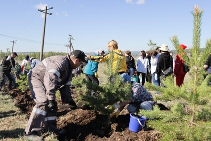 В Гафурийском районе Башкортостана на 14 тысяч деревьев стало больше