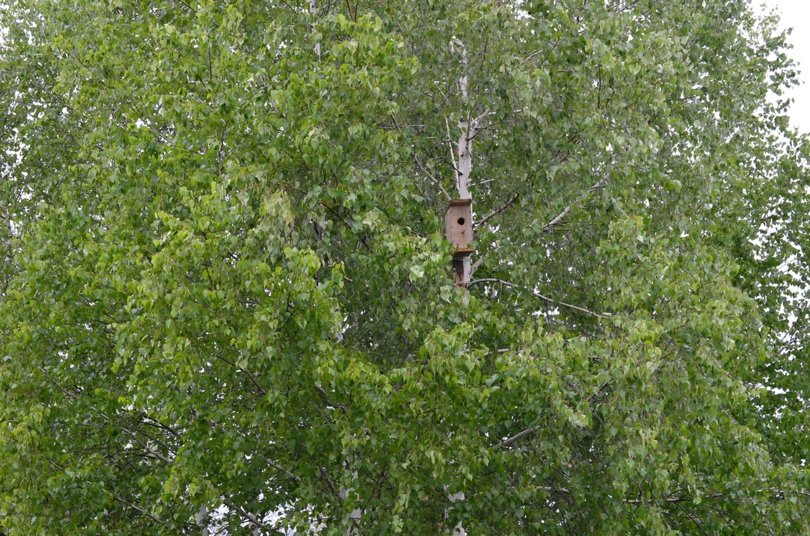 Минлесхоз Башкирии информирует об открытии пожароопасного сезона