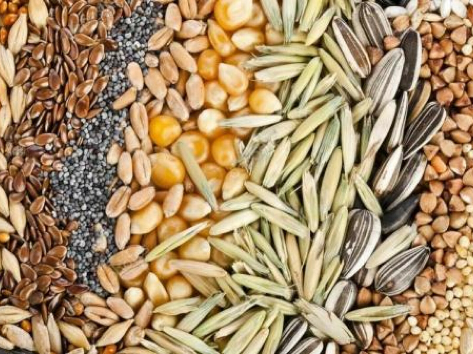 Самообеспеченность России семенами отечественной селекции приблизится к 70%