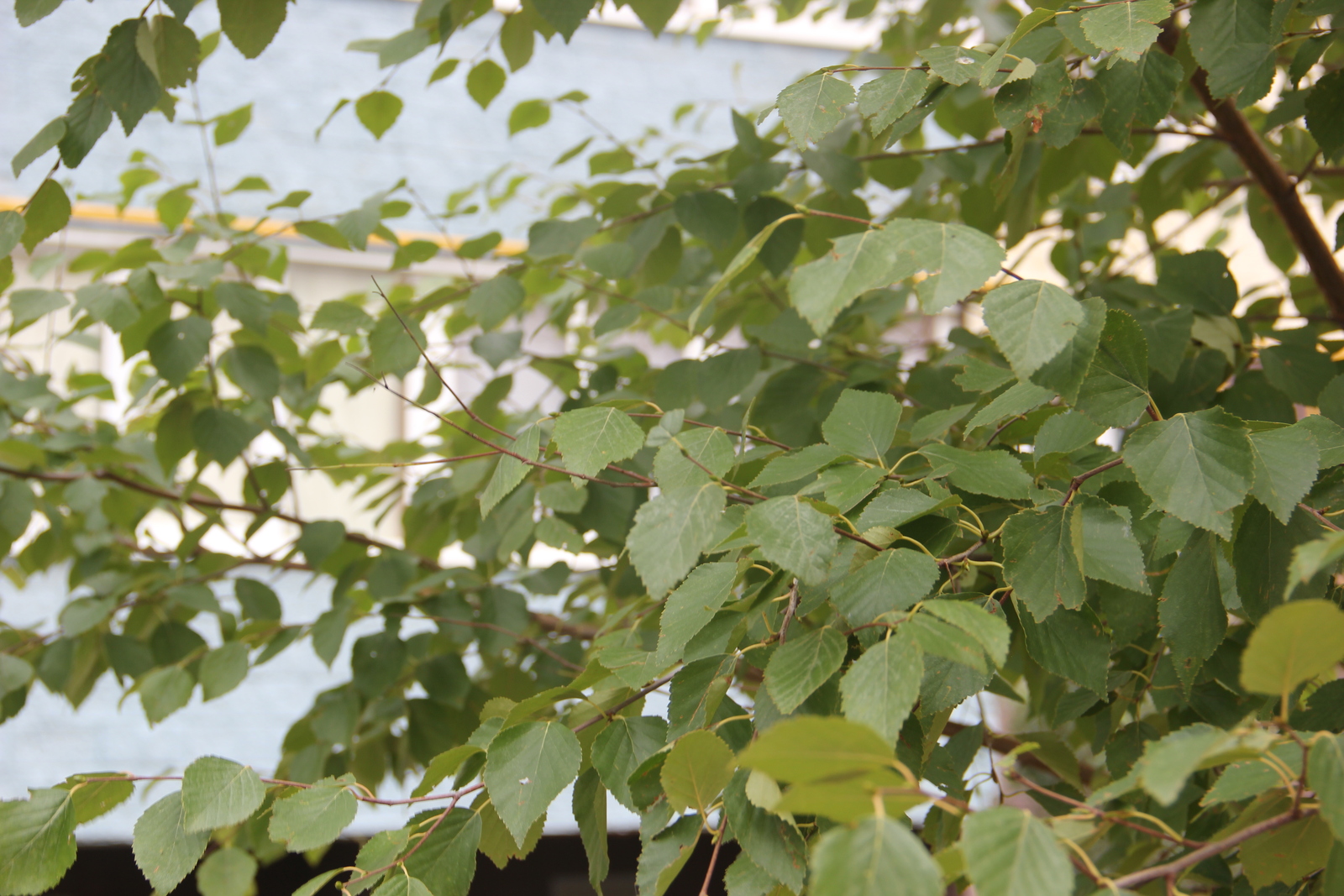 Балаһыҙлыҡ та яза икән...