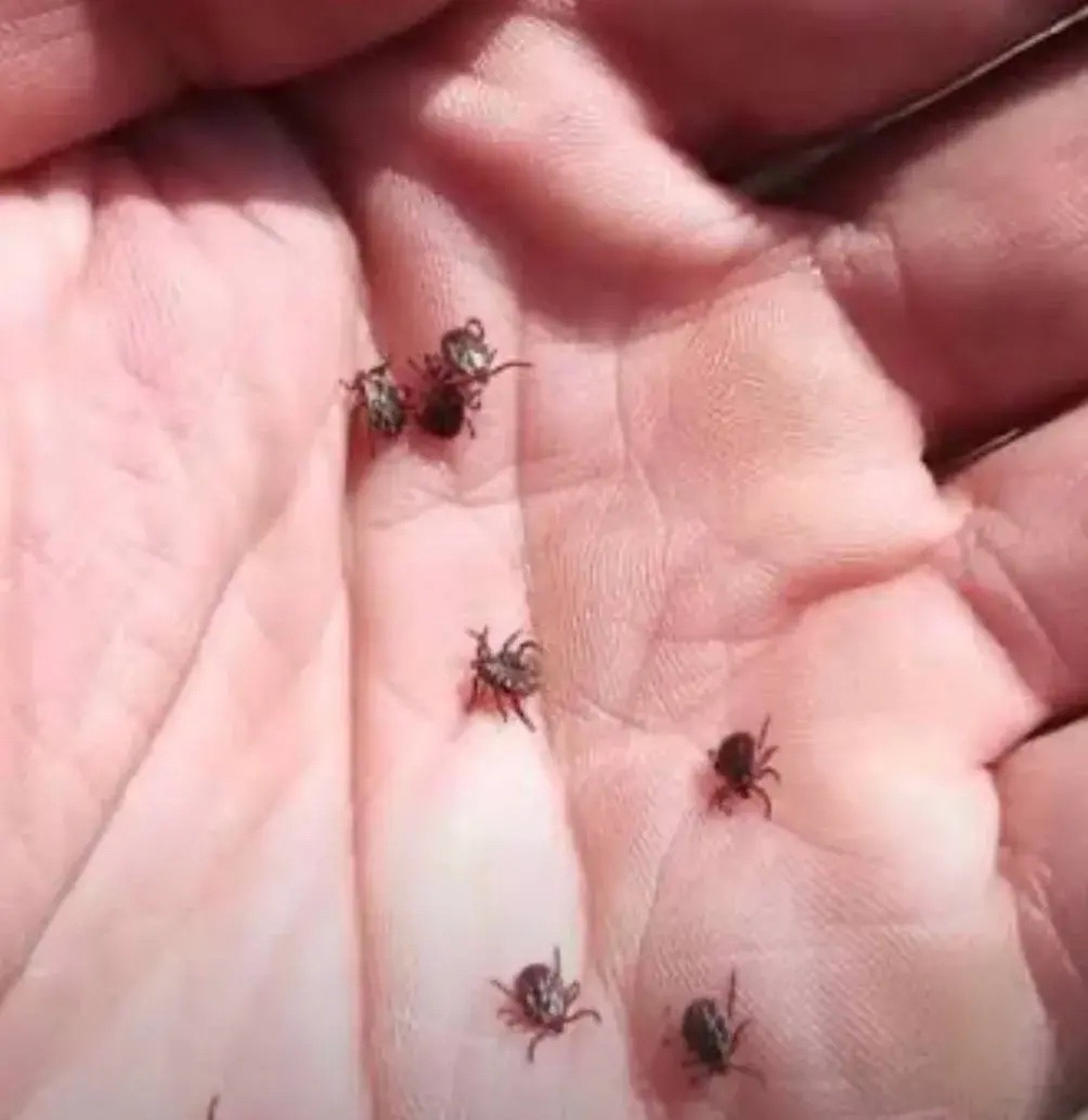 ТАЛПАНДАР УЯНА!