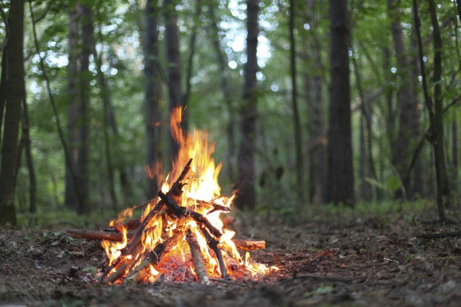 В Башкортостане до 15 мая из-за опасности пожаров запретили ходить в леса