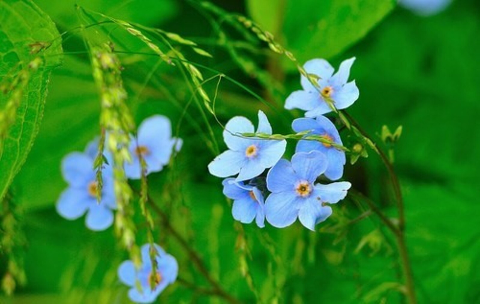 Сәләм (хикәйә) Миләүшә Ҡаһарманова