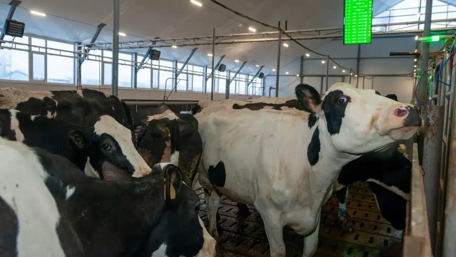 В Башкортостане к 2030 году откроются 50 современных молочных ферм