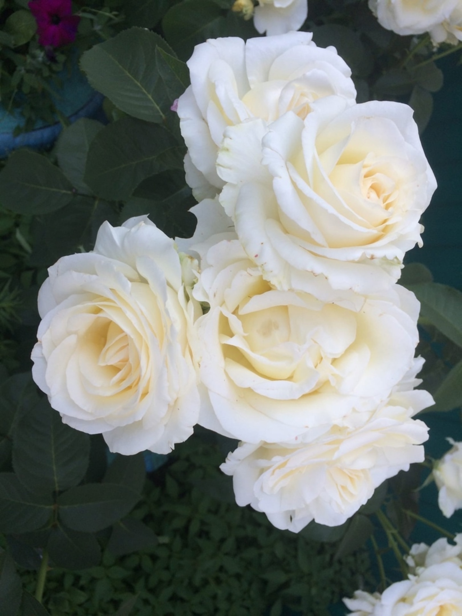 ТИК ҺИН ГЕНӘ...  (Хикәйә)