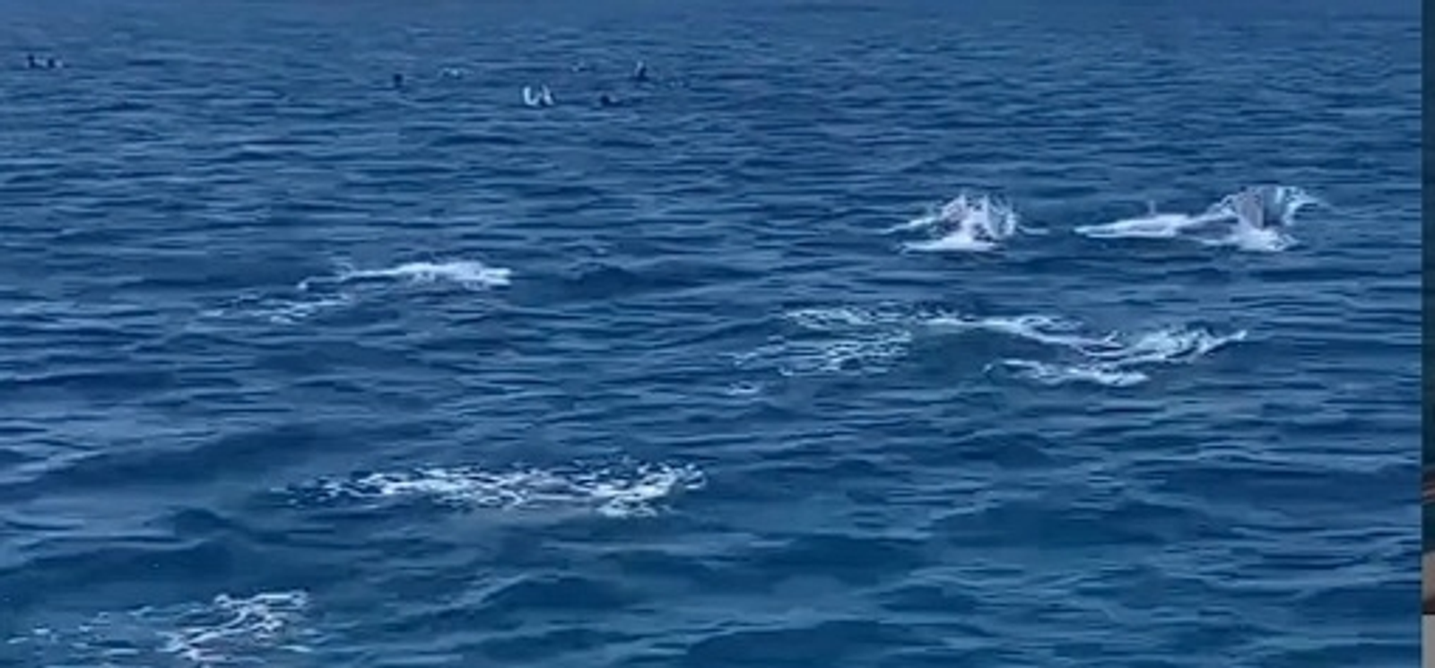 Башҡорт ҡурайы асыҡ диңгеҙҙә дельфиндарҙың иғтибарын йәлеп иткән