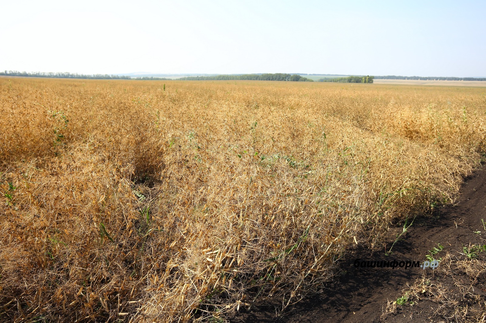 Башкирский горох пользуется популярностью в Китае